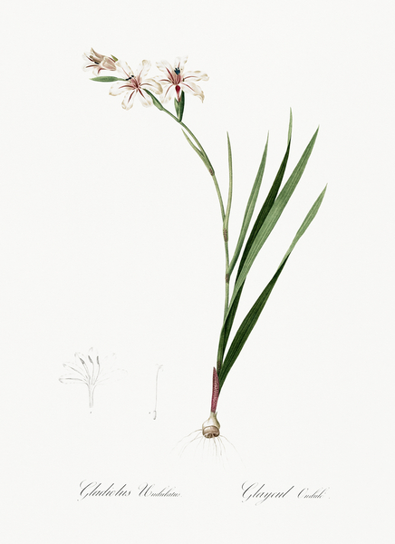 Gladiolus illustration  Print