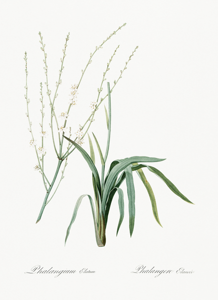 Phalangium elatum illustration  Print