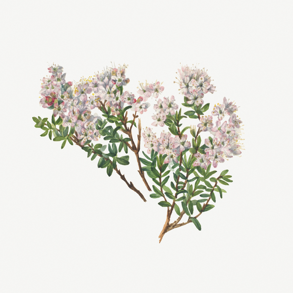 Sand Myrtle Leiophyllum lyoni 1930  Print