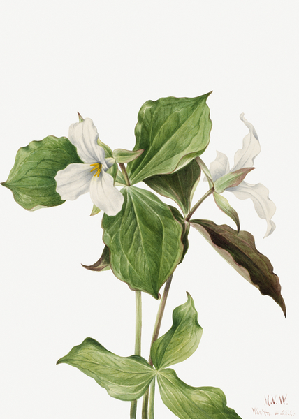 Large White Trillium Trillium grandiflorum 1923 Print