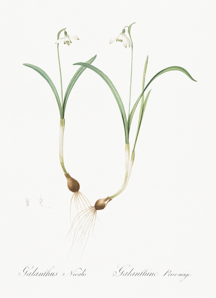 Snowdrop illustration  Print
