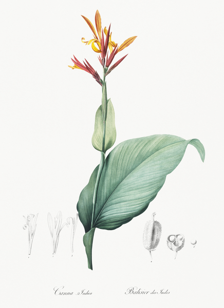 Indian shot illustration  Print