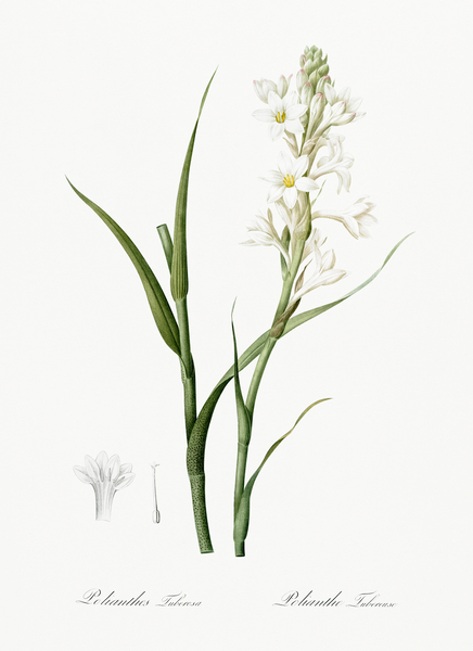 Polianthes tuberosa illustration  Print