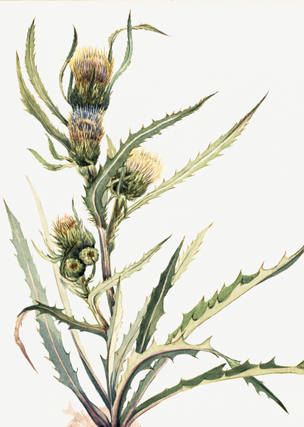 White Thistle Cirsium hookeranum Print