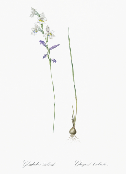 Gladiolus orobanche illustration  Print