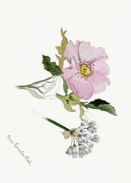 Flower Study 1876–1878 Print