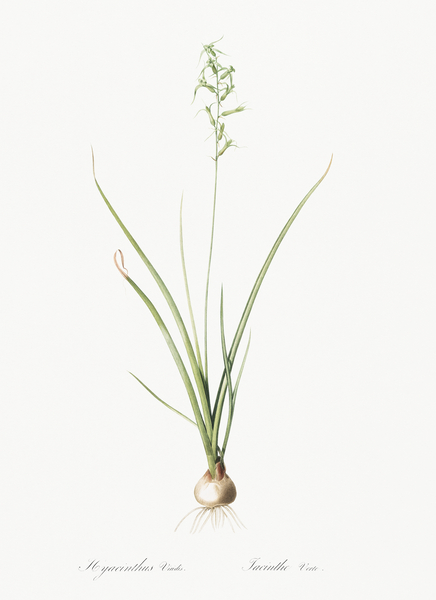 Hyacinthus viridis illustration  Print