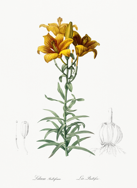 Les liliacées  Pierre Joseph Redouté  Botanical