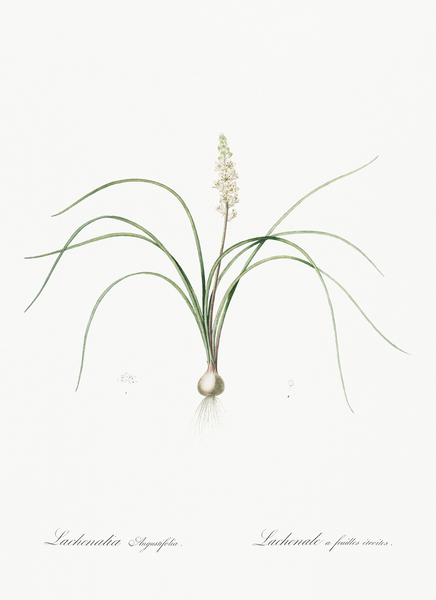 Lachenalia angustifolia illustration  Print