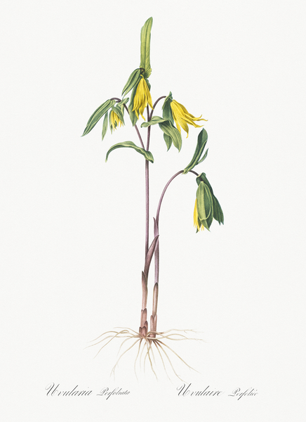 Uvularia perfoliata illustration  Print