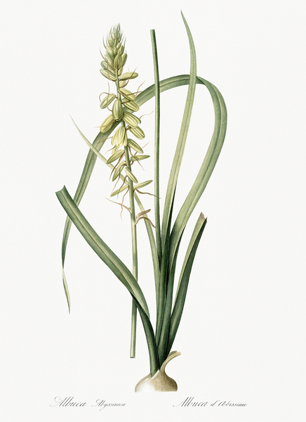 Koyosa illustration  Print