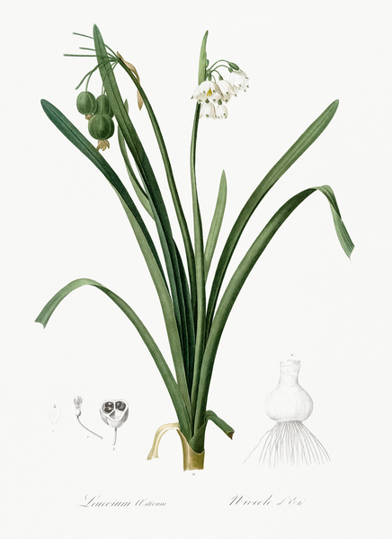 Summer snowflake illustration  Print