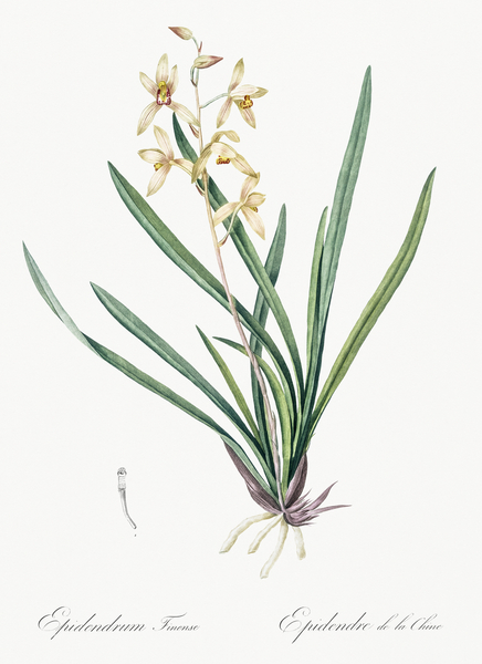 Epidendrum sinense illustration  Print