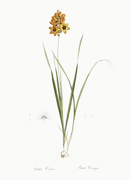 Ixia conica illustration  Print