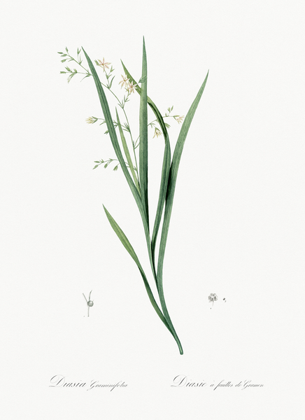 Diasia graminifolia illustration  Print