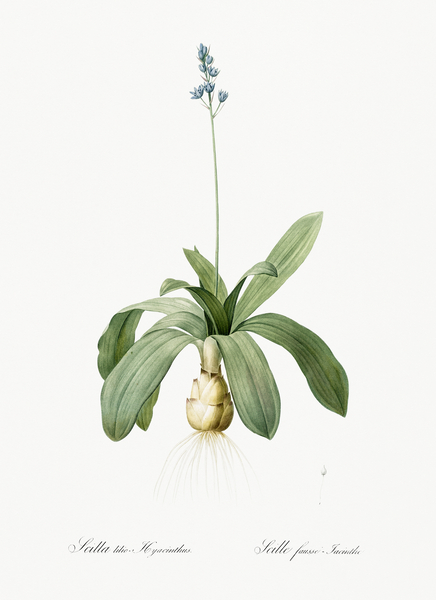 Scilla Lilio hyacinthus illustration  Print