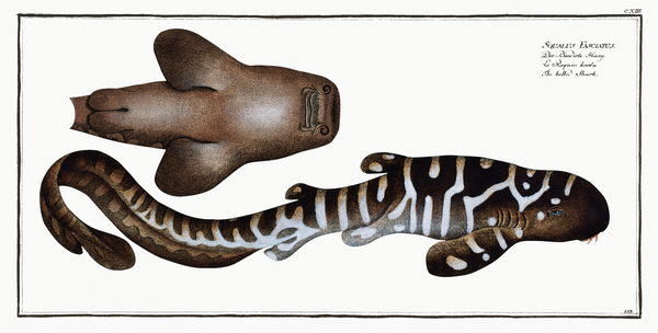 Belted Shark Squalus Fasciatus Print