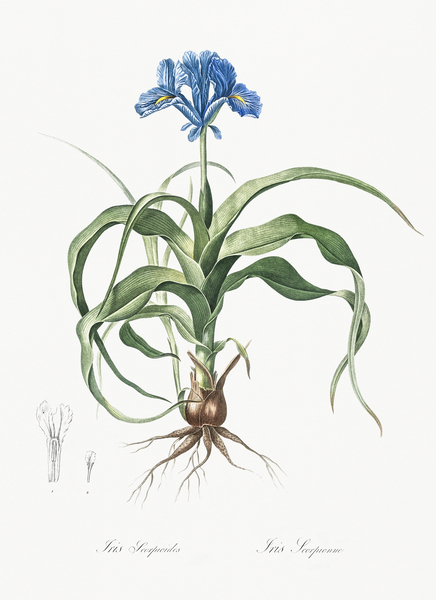 Iris scorpiodes illustration  Print