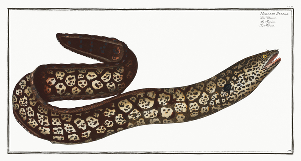 Murane Muraena Helena Print