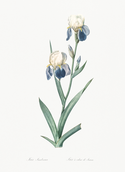 Elder scented iris illustration  Print
