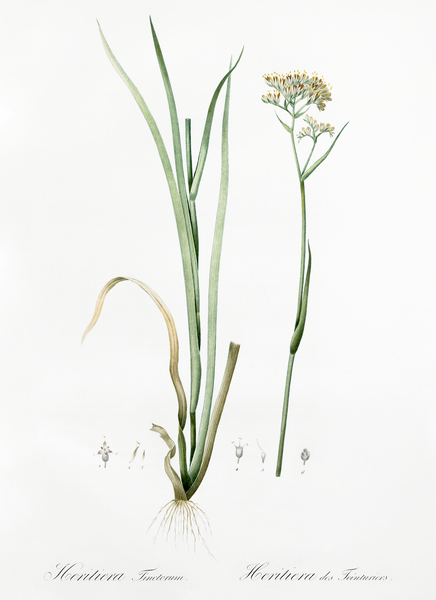 Carolina redroot illustration  Print