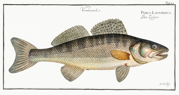 Picke-Perch Perca Lucioperca Print
