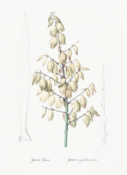 Adam needle illustration  Print