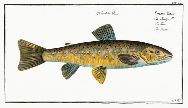 Trout Salmo Fario Print