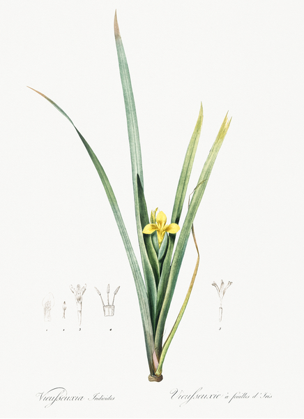 Yellow iris illustration  Print