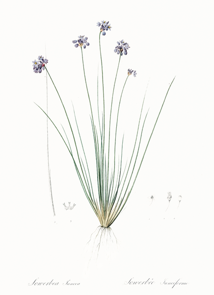 Vanilla lily illustration  Print