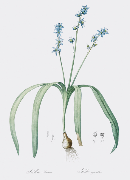 Star squill illustration  Print