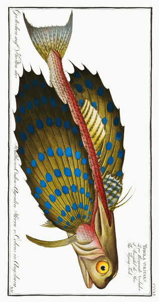 Flying-Fish Trigla volitans Print