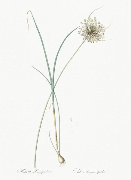 Pale garlic illustration  Print