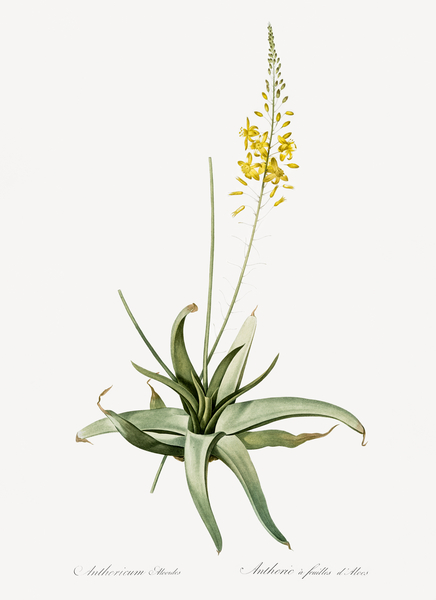 Bulbine illustration  Print