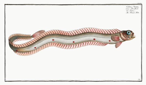 Band-Fish Cepola Tænia Print