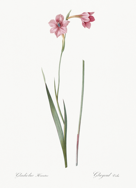 Sword lily illustration  Print