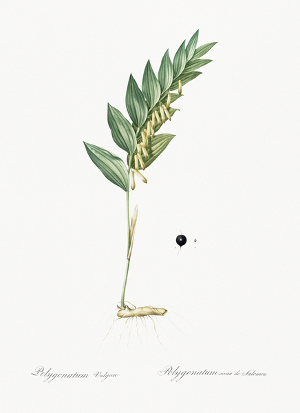 Angular solomon seal illustration  Print