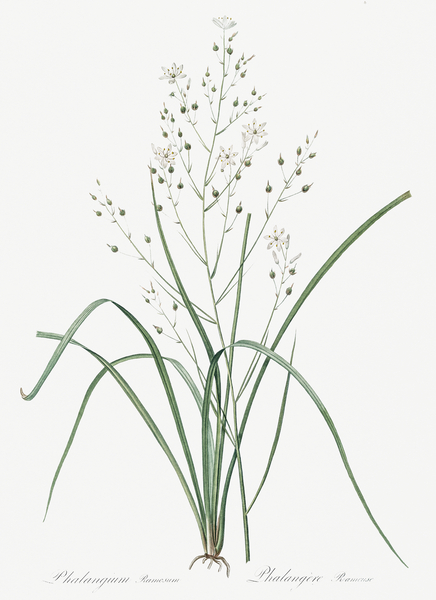 Branched St Bernard & lily illustration  Print