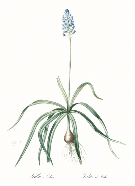 Italian bluebell illustration  Print