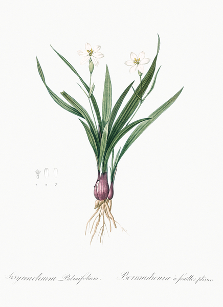 Agave yuccaefolia illustration  Print