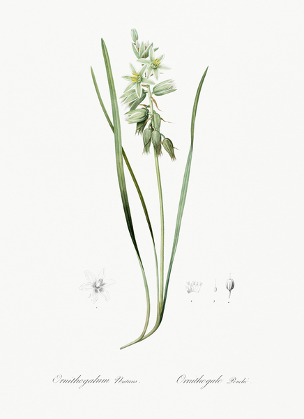 St Bernard lily illustration  Print