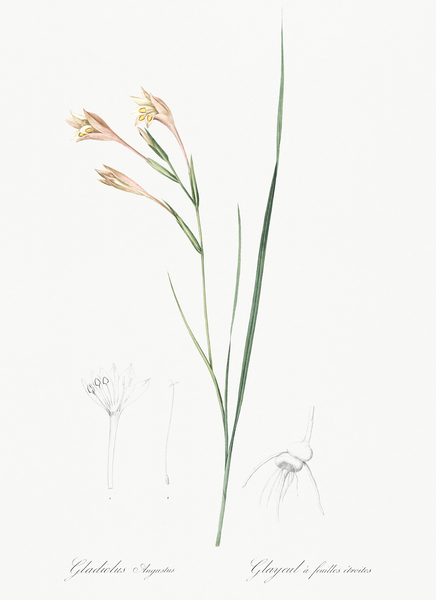 Long-tubed painted lady illustration  Print