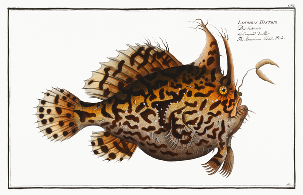 American Toad-Fish Lophius Histrio Print