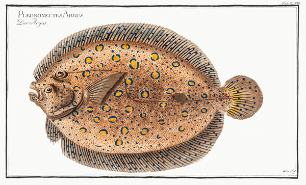 Argus-Flounder Pleuronectes Argus Print
