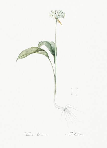 Paradise lily illustration  Print