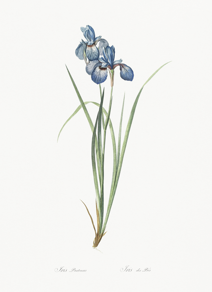 Iris pratensis illustration  Print