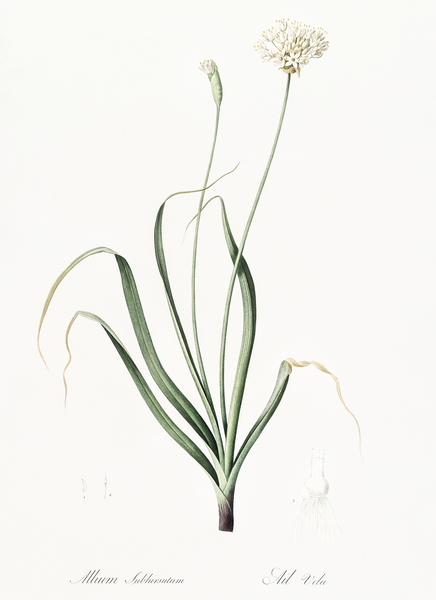 Hairy garlic illustration  Print