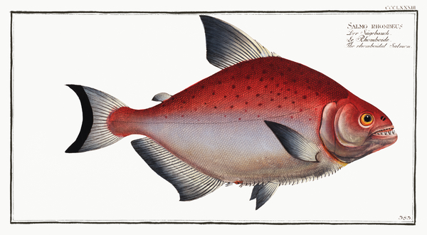Rhomboidal Salmon Salmo rhombeus Print