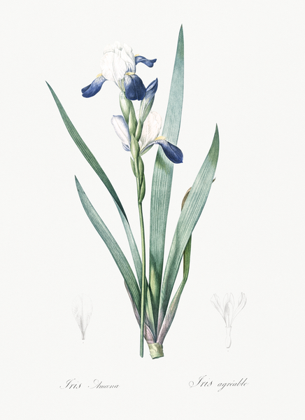 Tall bearded iris illustration  Print