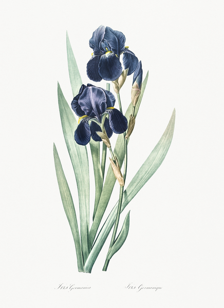 German iris illustration  Print